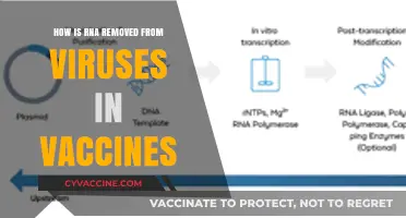 Removing RNA from Viruses: The Science Behind Vaccine Safety