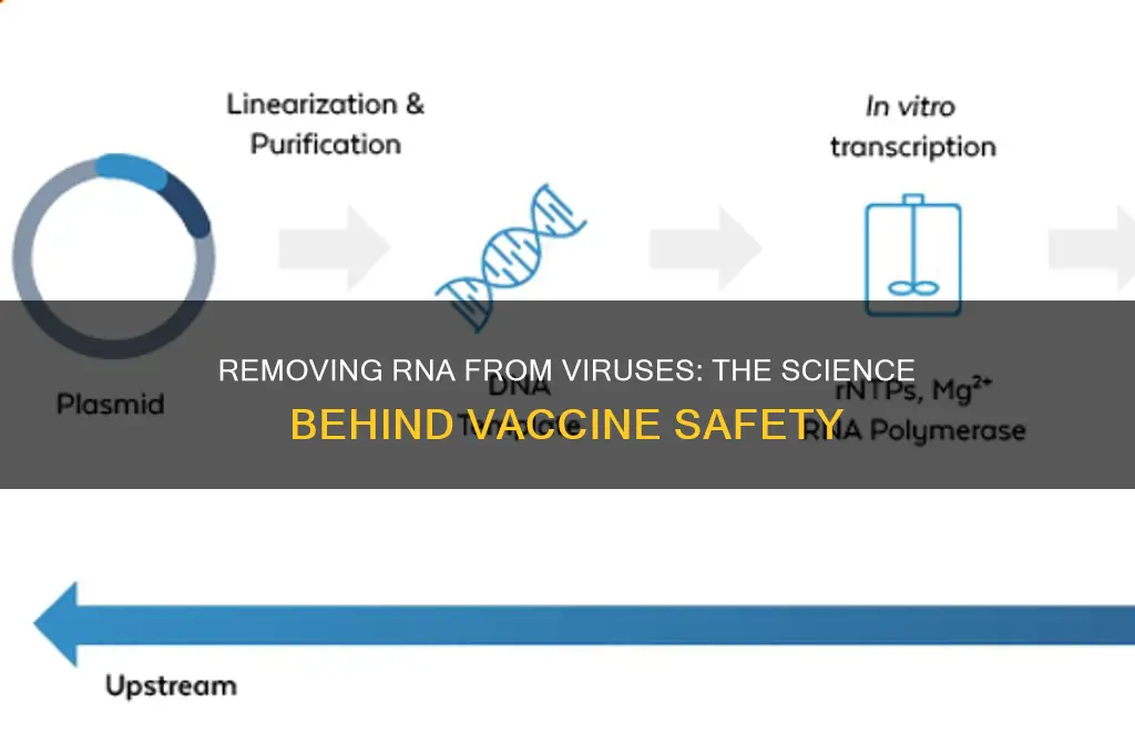 how is rna removed from viruses in vaccines