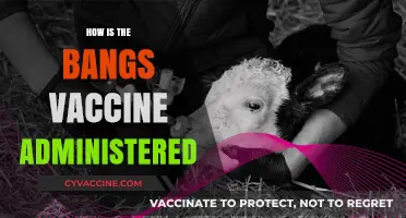 Understanding the Bangs Vaccine: Administration Process and Key Details