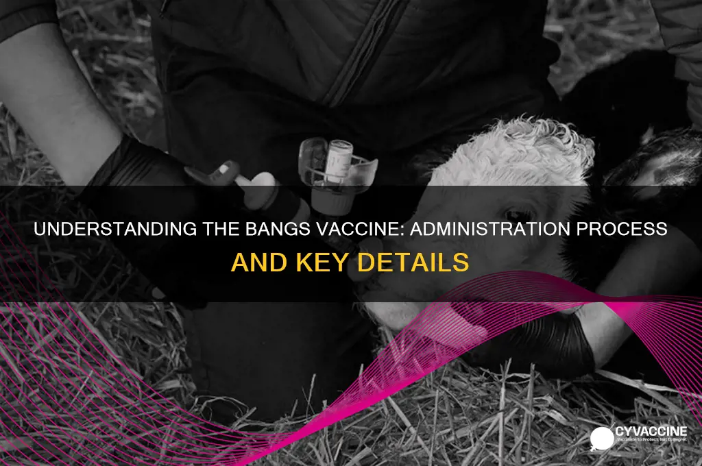 how is the bangs vaccine administered
