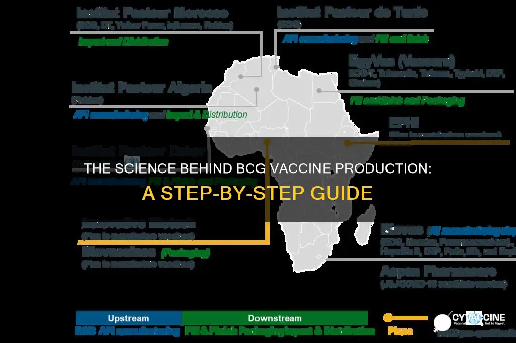 how is the bcg vaccine made