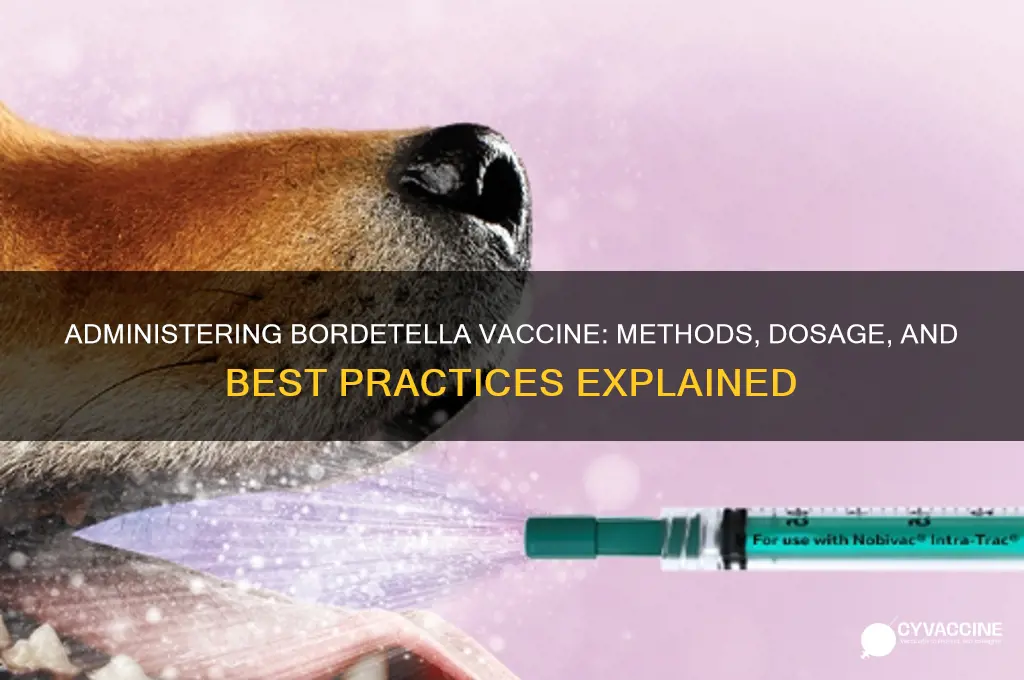 how is the bordetella vaccine administered