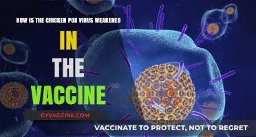 Understanding the Chickenpox Vaccine: How the Virus is Weakened