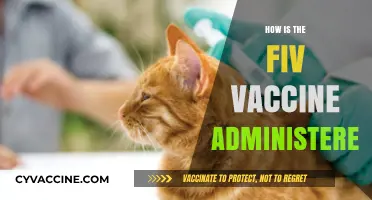 Administering the FIV Vaccine: A Step-by-Step Guide for Cat Owners