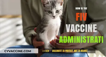 Understanding FIV Vaccine Administration: A Comprehensive Guide for Cat Owners
