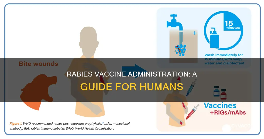 how is the rabies vaccine administered in humans