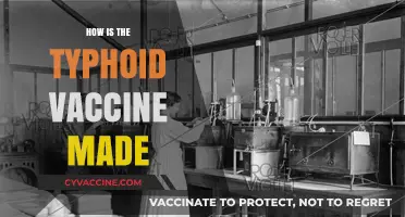 Understanding the Typhoid Vaccine: A Step-by-Step Manufacturing Process