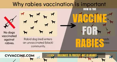 Understanding the Rabies Vaccine: Development, Effectiveness, and Importance
