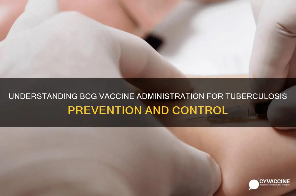 how is tuberculosis administered by the bcg vaccine