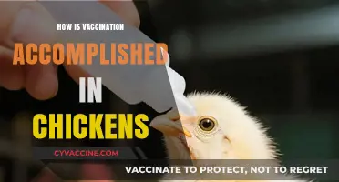 Understanding Chicken Vaccination: Methods and Best Practices for Poultry Health