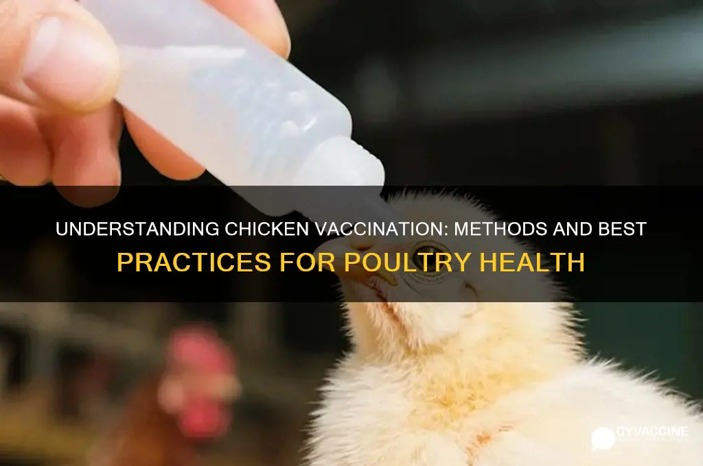 how is vaccination accomplished in chickens