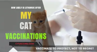 Post-Vaccination Lethargy in Cats: What to Expect and When to Worry