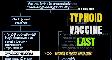 Typhoid Vaccine Duration: How Long Does Immunity Last?