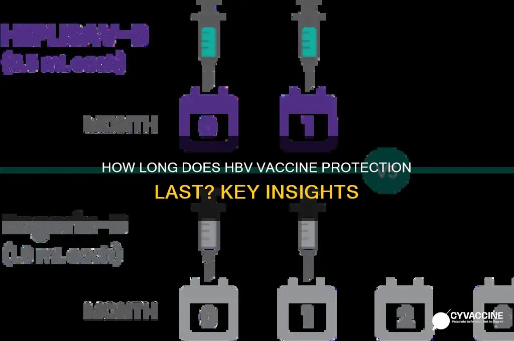 how londmg doesva vaccine to prevent hbv last