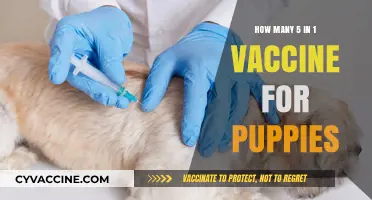 Understanding the 5-in-1 Puppy Vaccine Schedule for Optimal Health