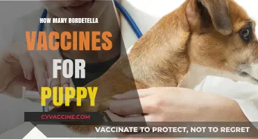 Puppy Bordetella Vaccination Schedule: How Many Doses Are Needed?