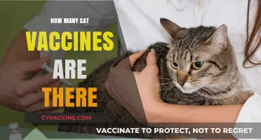 Essential Cat Vaccines: A Comprehensive Guide to Feline Immunizations