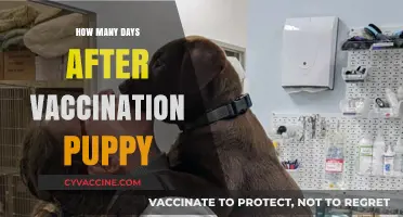 Puppy Vaccination Timeline: Days After Shots for Optimal Protection