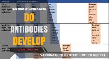 Antibody Development Timeline: When Do Vaccines Start Building Immunity?
