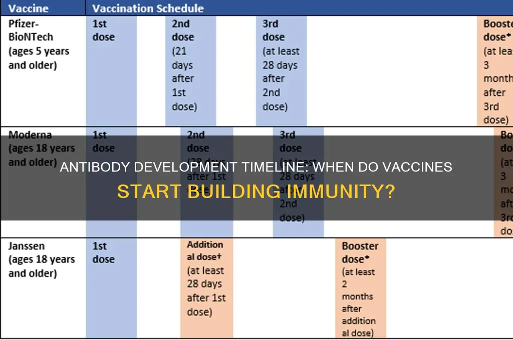 how many days after vaccine do antibodies develop