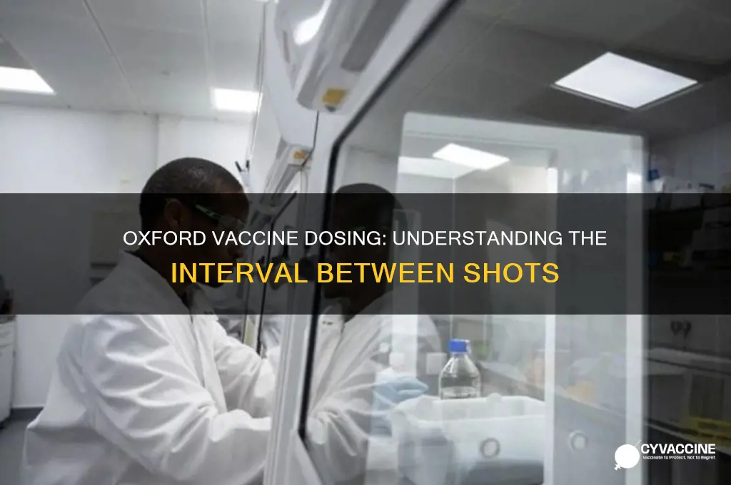 how many days between oxford vaccine