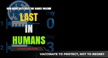 Rabies Vaccine Duration: How Long Does Protection Last in Humans?