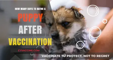 Post-Vaccination Puppy Bathing: Timing and Care for Your Furry Friend