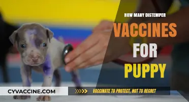 Essential Puppy Distemper Vaccination Schedule: How Many Shots Are Needed?