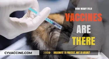 Understanding Feline Leukemia Virus Vaccines: Types and Availability Explained