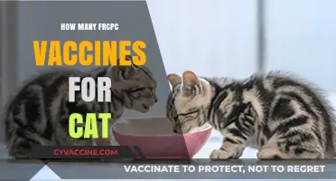 FRCPC Vaccines for Cats: Essential Doses and Schedule Explained