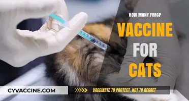 Understanding the FVRCP Vaccine Schedule for Your Feline Companion