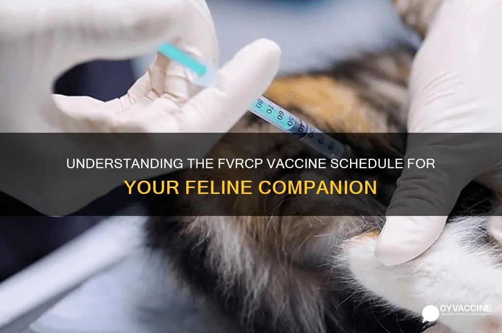 how many fvrcp vaccine for cats