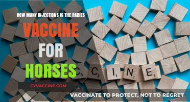 Essential Rabies Vaccine Injection Schedule for Horses: What Owners Need to Know