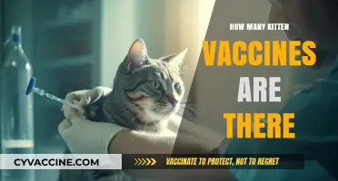Essential Kitten Vaccines: A Complete Guide to Protecting Your Feline Friend