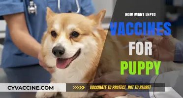 Lepto Vaccines for Puppies: Essential Doses and Scheduling Guide