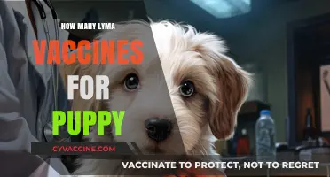 Essential Lyma Vaccination Schedule for Your Puppy's Health and Safety