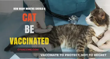 Essential Cat Vaccination Schedule: Optimal Months for Kitten Immunizations