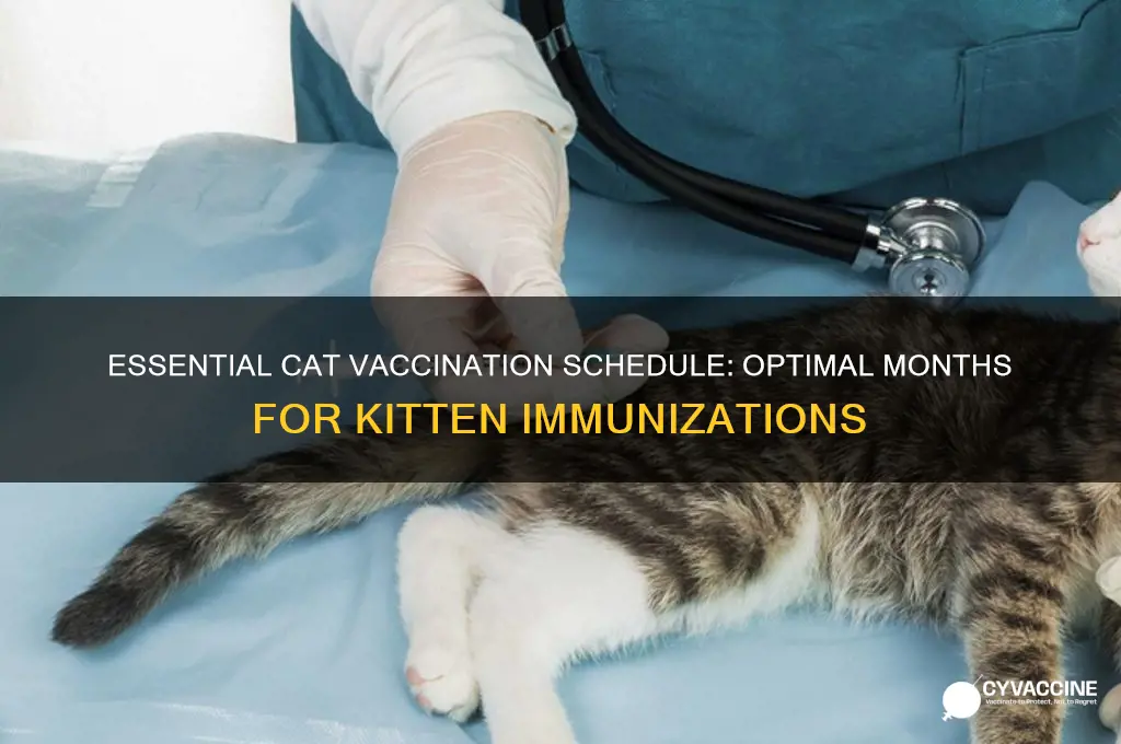 how many months should a cat be vaccinated