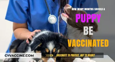 Puppy Vaccination Schedule: Essential Months for Your Pup's Health