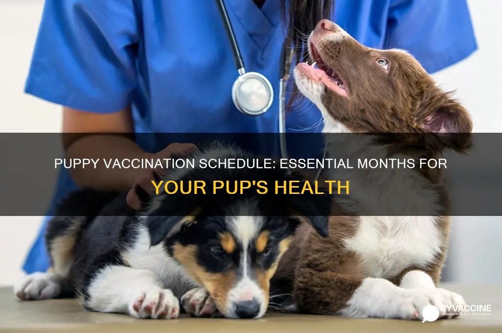 how many months should a puppy be vaccinated