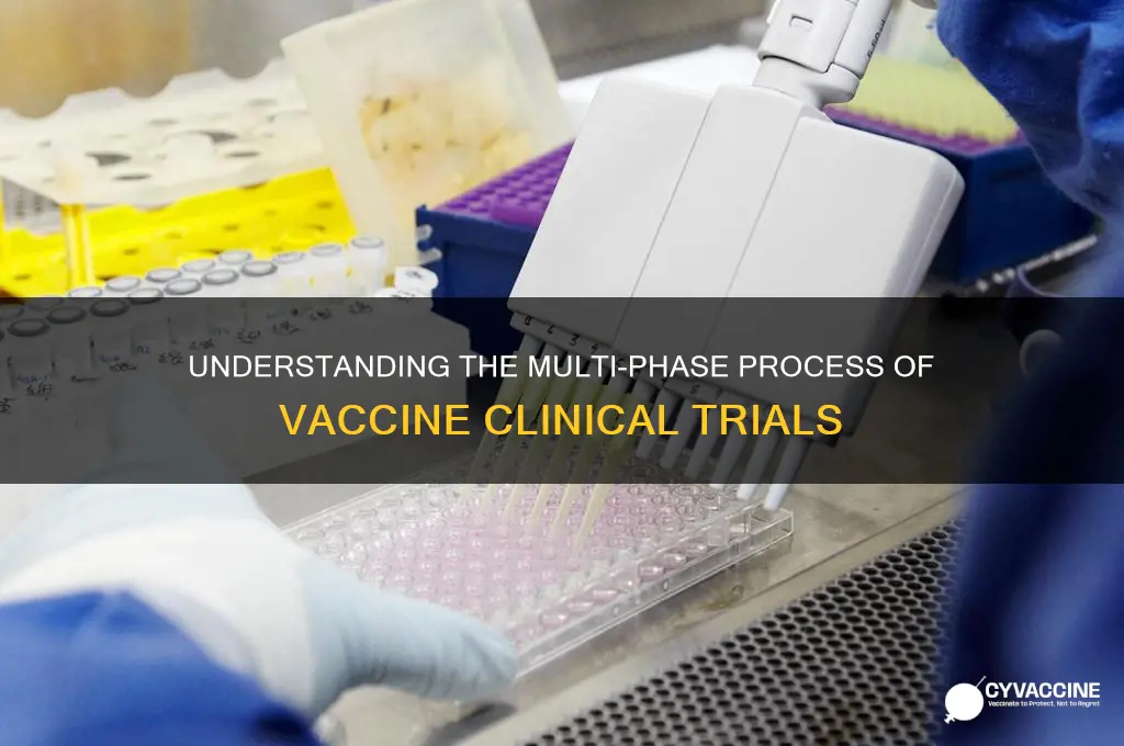 how many phases are in a vaccine trial