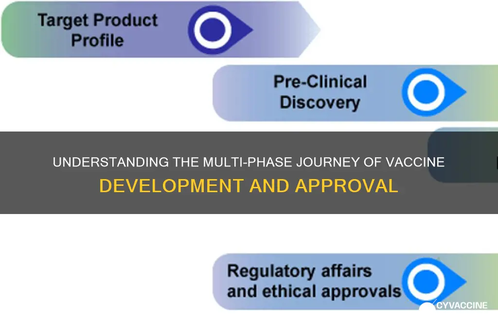 how many phases do vaccines have