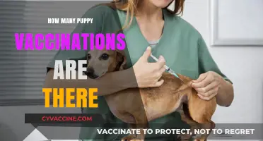 Essential Puppy Vaccination Schedule: Understanding Your Pup's Shot Requirements