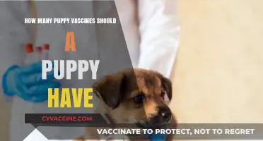 Essential Puppy Vaccination Schedule: How Many Shots Does Your Pup Need?