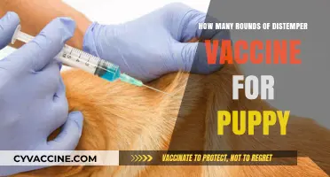 Distemper Vaccine Schedule: Essential Rounds for Your Puppy's Health