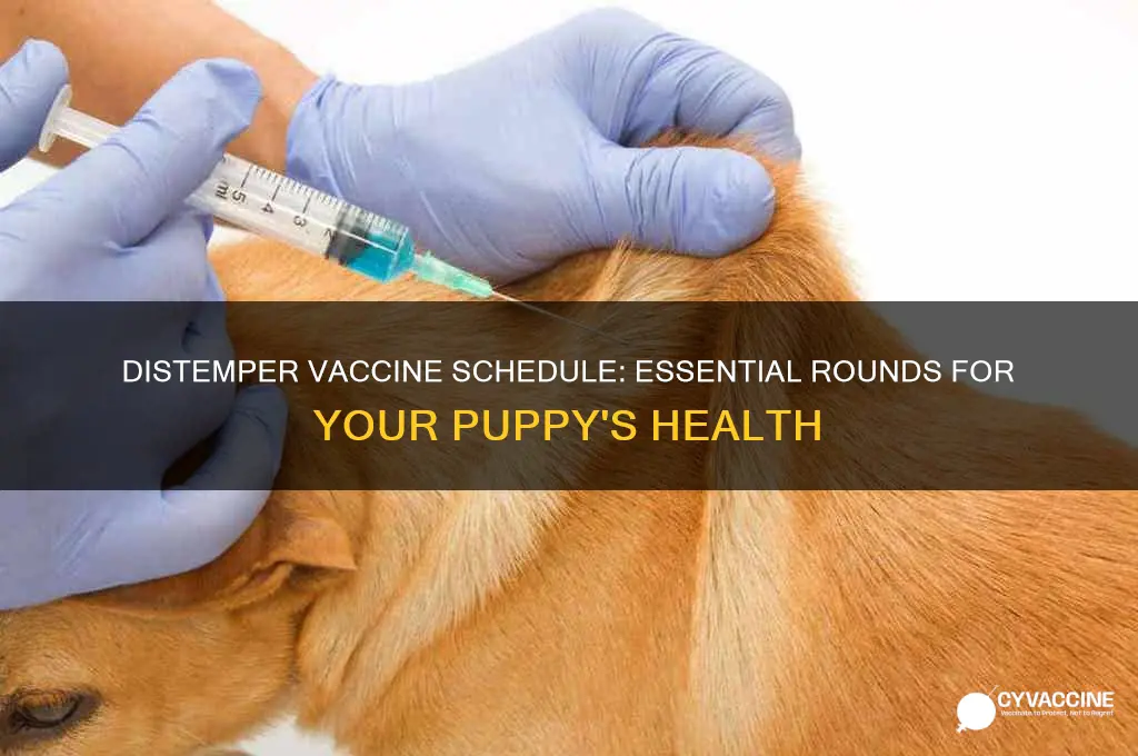 how many rounds of distemper vaccine for puppy