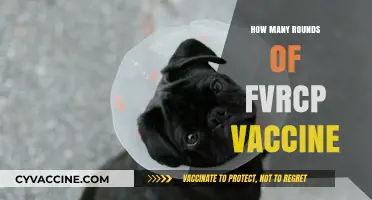 Understanding the Recommended Rounds of FVRCP Vaccine for Cats