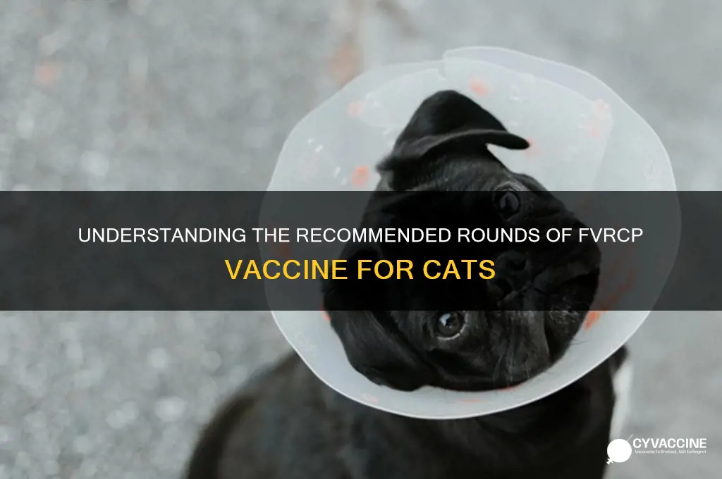 how many rounds of fvrcp vaccine