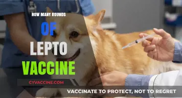 Understanding Lepto Vaccine Rounds: A Comprehensive Guide for Pet Owners