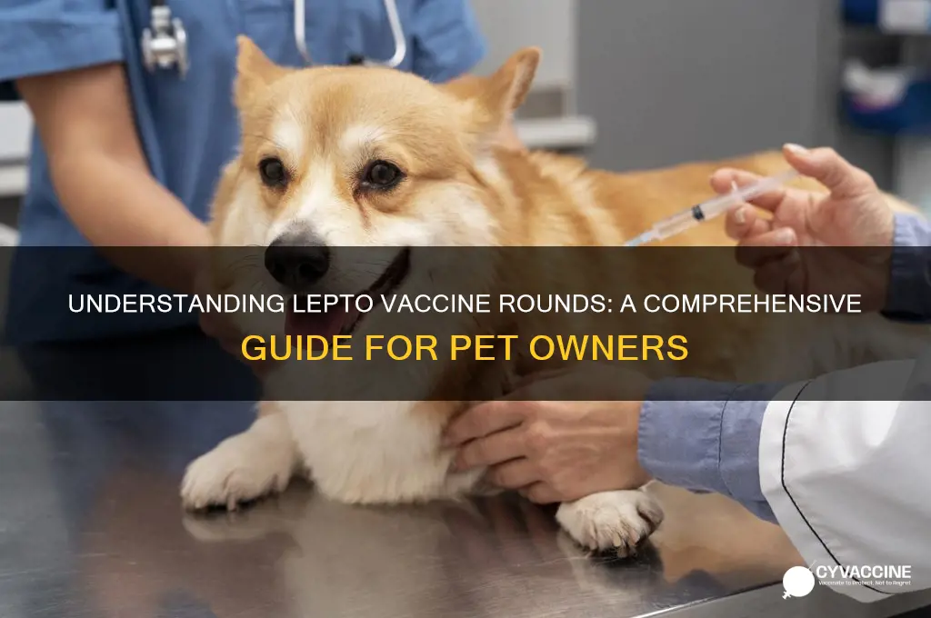how many rounds of lepto vaccine